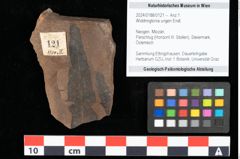 Foto (Objekt + Etikett) von Widdringtonia ungeri Endl. (NHMW-GEO-2024-0188-0121)